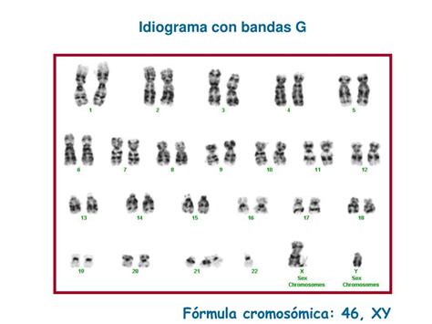 Ppt Citogen Tica Estudio Del Cariotipo Humano Descripci N Y