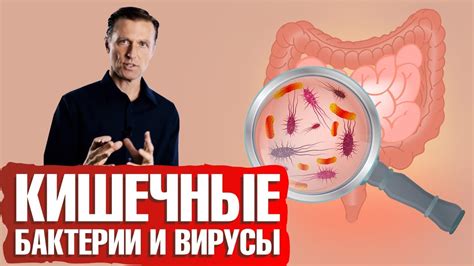 Микробиом кишечника. Зачем полезные бактерии нужны вашему кишечнику ...