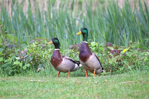 Enten Wasservogel Kostenloses Foto Auf Pixabay