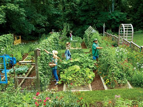 Best Vegetable Garden Ideas For You