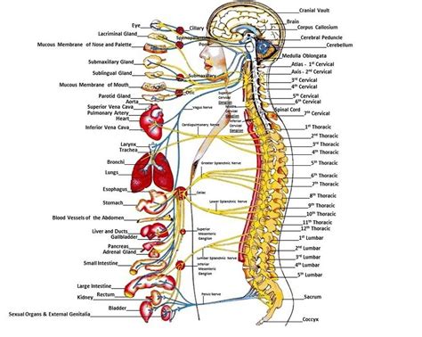 The Chiropractic Adjustment - Acupuncture and Chiropractic in Chapel Hill