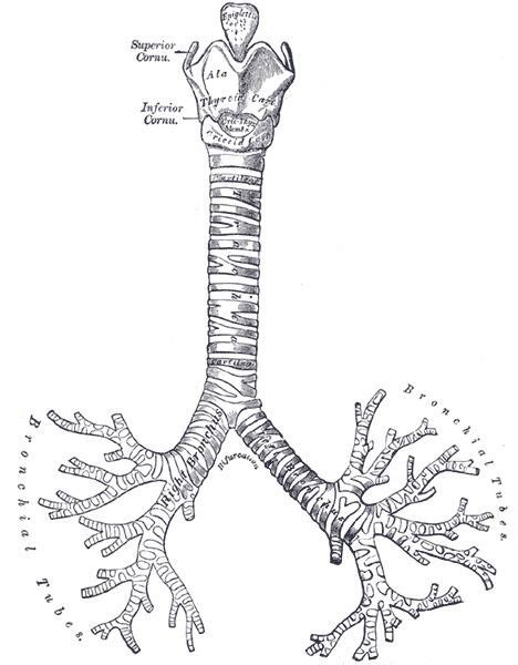 Carina of trachea - Alchetron, The Free Social Encyclopedia