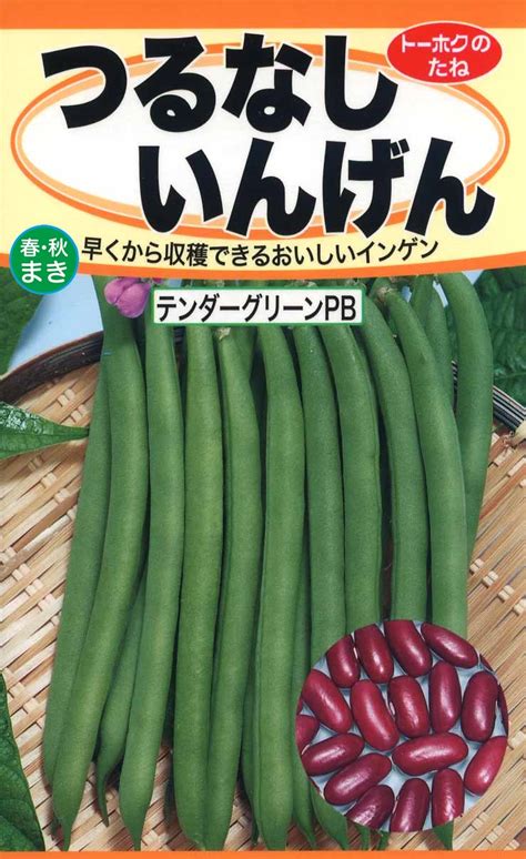 インゲン（つるなし） 野菜のタネ 株式会社トーホク