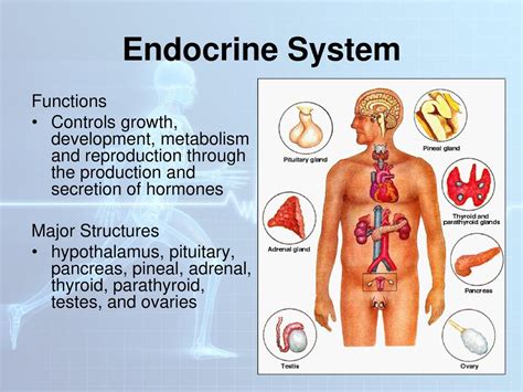 Human Body Systems. - ppt download