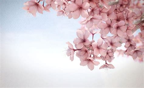 20 Wallpaper Hp Bunga Pink Galeri Bunga Hd