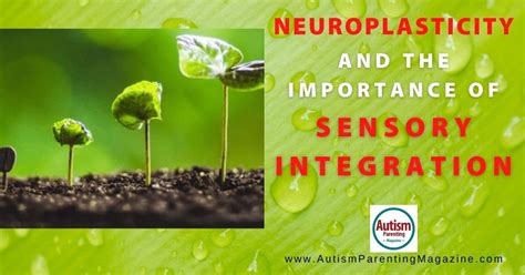 Neuroplasticity And The Importance Of Sensory Integration Autism