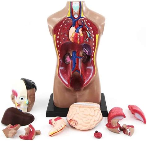 Lehrmodell Anatomie Torso Modell Menschliche Innere Organe Anatomie