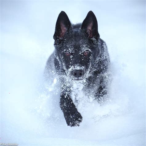 Border Collie German Shepherd Mix Black