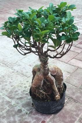 Buy Ginseng Bonsai Cm Outdoor Plantshop Me Uae