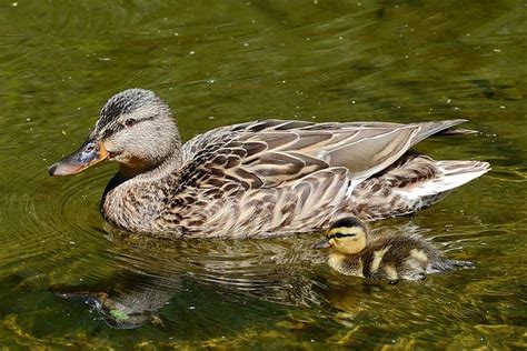 Foto 10 Fakta Tentang Bebek Dari Jenis Sampai Keunikan Bulu Bebek