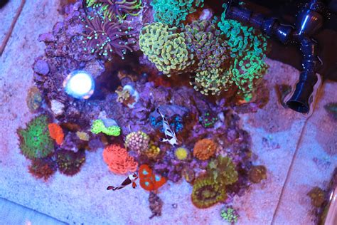 Lagoon Reef Tanks Reef Casa