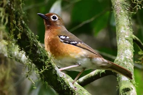 Bird Pictures Holmen Birding Safaris