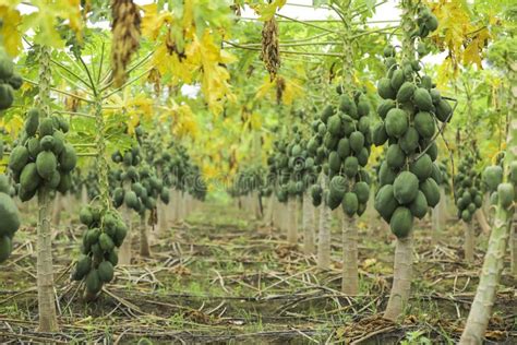 Papaya Fruit On Papaya Tree In Farm Stock Photo Image Of Organic