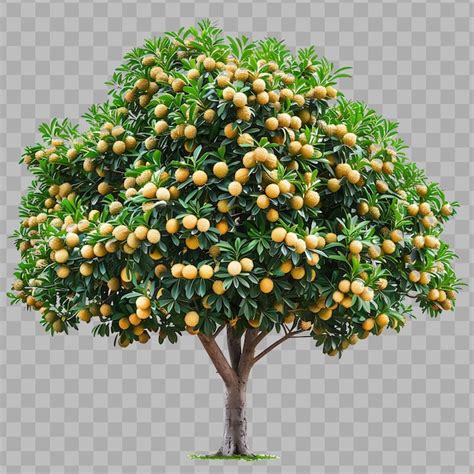 Árbol longan con dosel denso redondo árbol de mediana altura y con