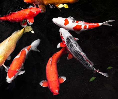 Free Photo Top View Colorful Koi Fishes