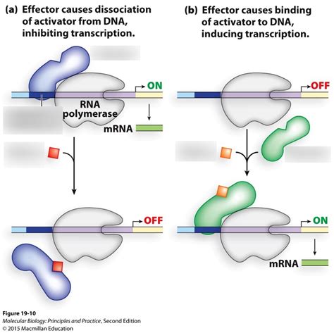 Topic 11 Transcription Regulation Diagram | Quizlet 