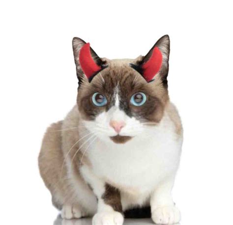 Cat With Horns Species Interesting Guide Fun Facts