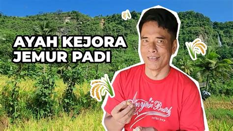 Waktunya Jemur Padi Bareng Ayah Kejora Vlog Lesti Youtube