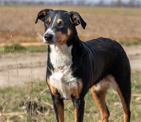 Appenzeller Sennenhund Rasseportrait Hunter Magazin