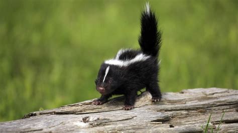 Tips To Get Rid Of Skunks From Under Your Deck Eathappyproject