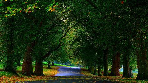 Hd Wallpaper Maple Leafed Plant Gray Pave Road At Night Fall Park