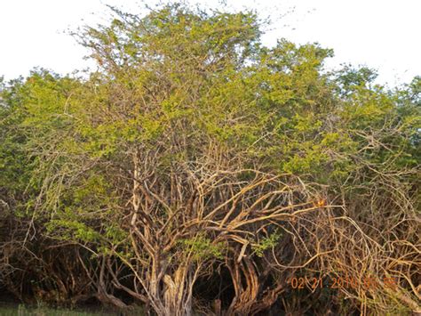 Genus Haematoxylum Inaturalist