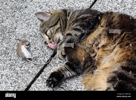 A cat plays with a mouse. A hungry cat and a mouse Stock Photo - Alamy