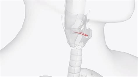 Le Pli Vestibulaire Est L un Des Deux Plis épais De La Membrane