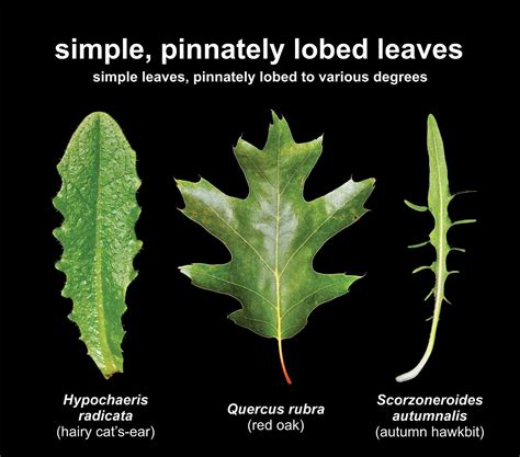 Simple Leaf Examples