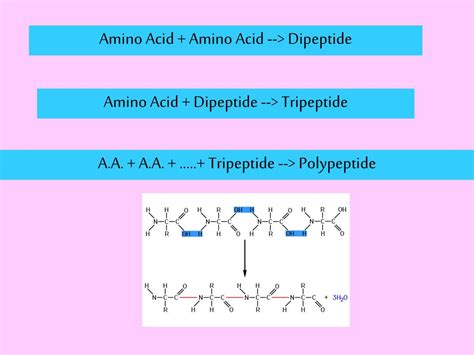 Ppt Proteins Powerpoint Presentation Free Download Id404876