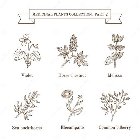 Vintage Collection Of Hand Drawn Medical Herbs And Plants Stock Vector Illustration Of Drug