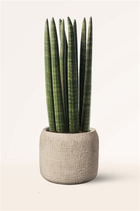 Comprar Sansevieria Cylindrica online con envío gratis April Plants