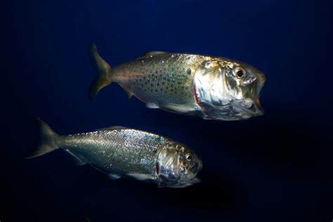 Menhaden | Chesapeake Bay Program