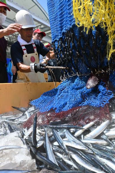 サンマ、大船渡に初水揚げ 平均価格、2001年以降では最高47news（よんななニュース）