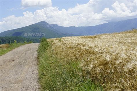 Agricultural Field With Ears Of Ripe Golden Wheat Ready For Harvest