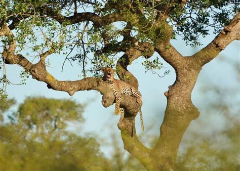 10 The Leopard Creek Country Club Stock Photos Pictures And Royalty