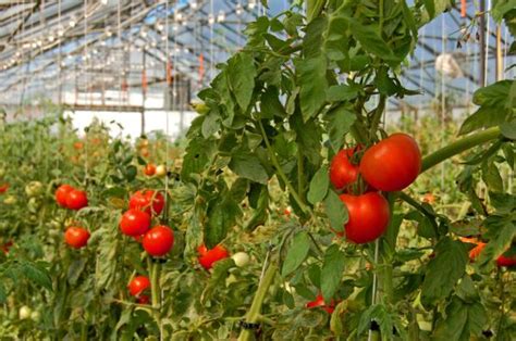 Cultivo De Tomate En Invernadero Gu A Pr Ctica Y Consejos