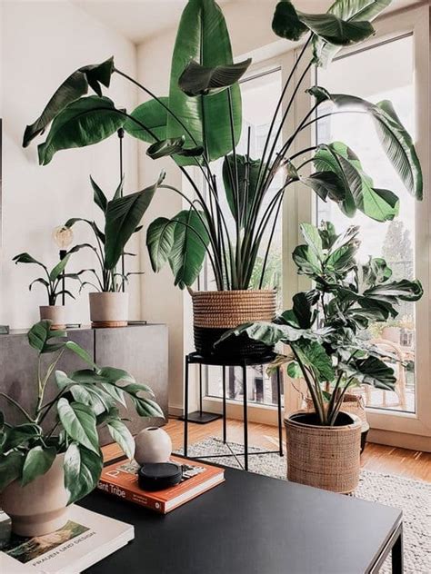 Urban jungle o que é e dicas de decoração Se a Moda Pega