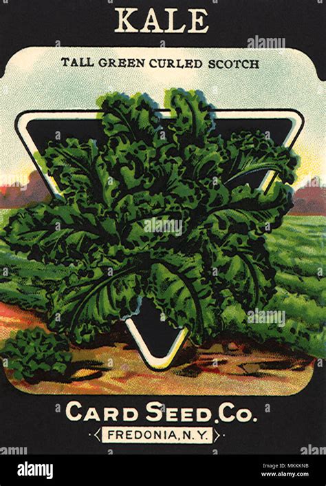 Kale Seed Packet Stock Photo Alamy