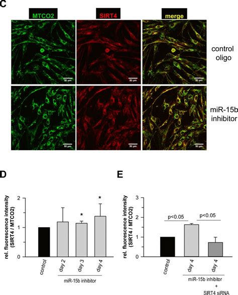 MicroRNA 15b Regulates Mitochondrial ROS Production And The Senescence