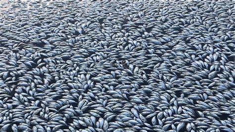 Australie Des Centaines De Milliers De Poissons Meurent Dans Un