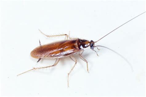 Brown Banded Cockroach Certified Pest Solutions