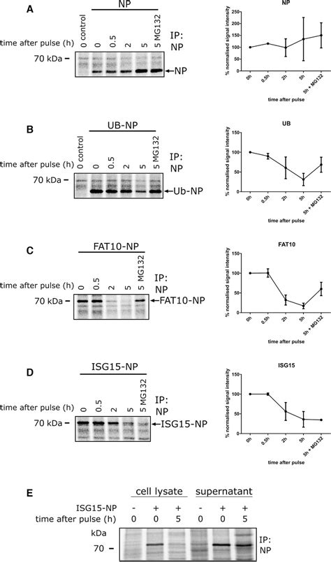 Evidence For An Involvement Of The Ubiquitinlike Modifier Isg In Mhc