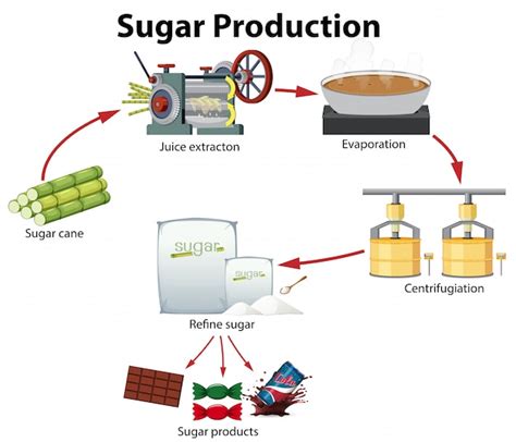 Un Diagrama De Producci N De Az Car Vector Premium