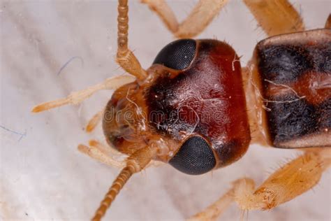 Shore Earwig Stock Image Image Of Black Labidura Beautiful 195711013