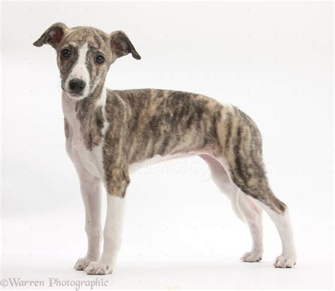 Dog Brindle And White Whippet Pup Photo Wp27170