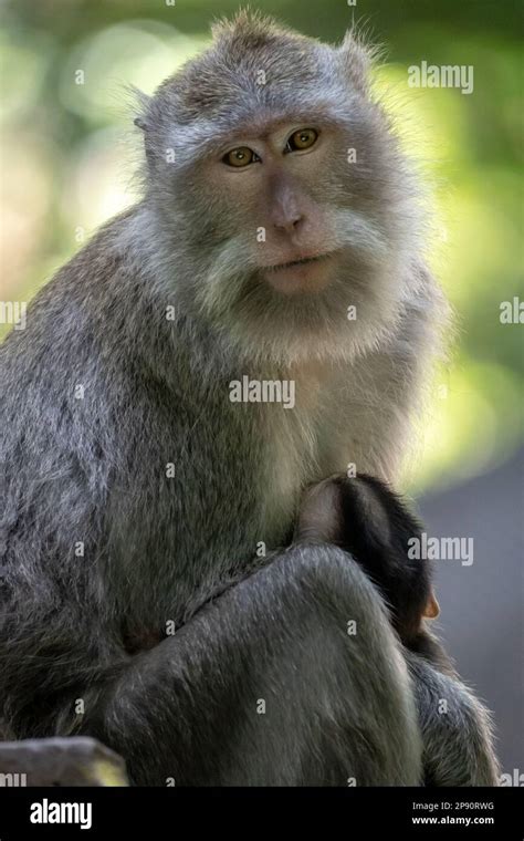 Crab Eating Macaque Macaca Fascicularis Also Known As The Long