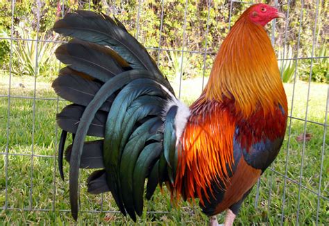 Top 7 Best Gamefowl Breeds Sustainable Agriculture