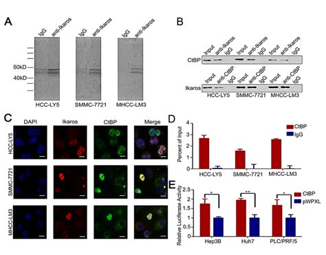 Ctbp Interacts With Ikaros As A Transcription Repressor Complex A