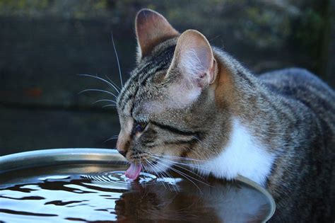 Por qué mi gato tira el agua del bebedero